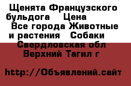 Щенята Французского бульдога. › Цена ­ 45 000 - Все города Животные и растения » Собаки   . Свердловская обл.,Верхний Тагил г.